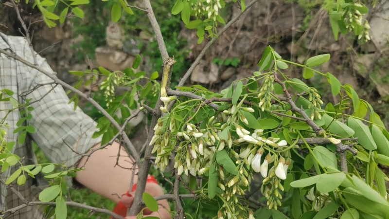 新鲜槐花【槐花】大量供应质量保证货源充足欢迎订购