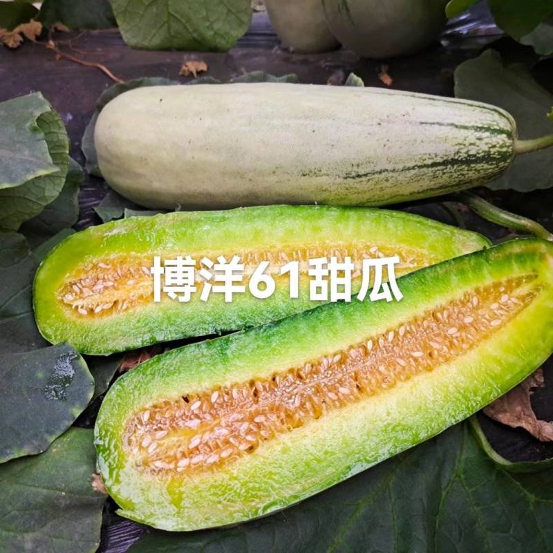 山东省聊城市莘县魏庄镇博洋61甜瓜基地直供