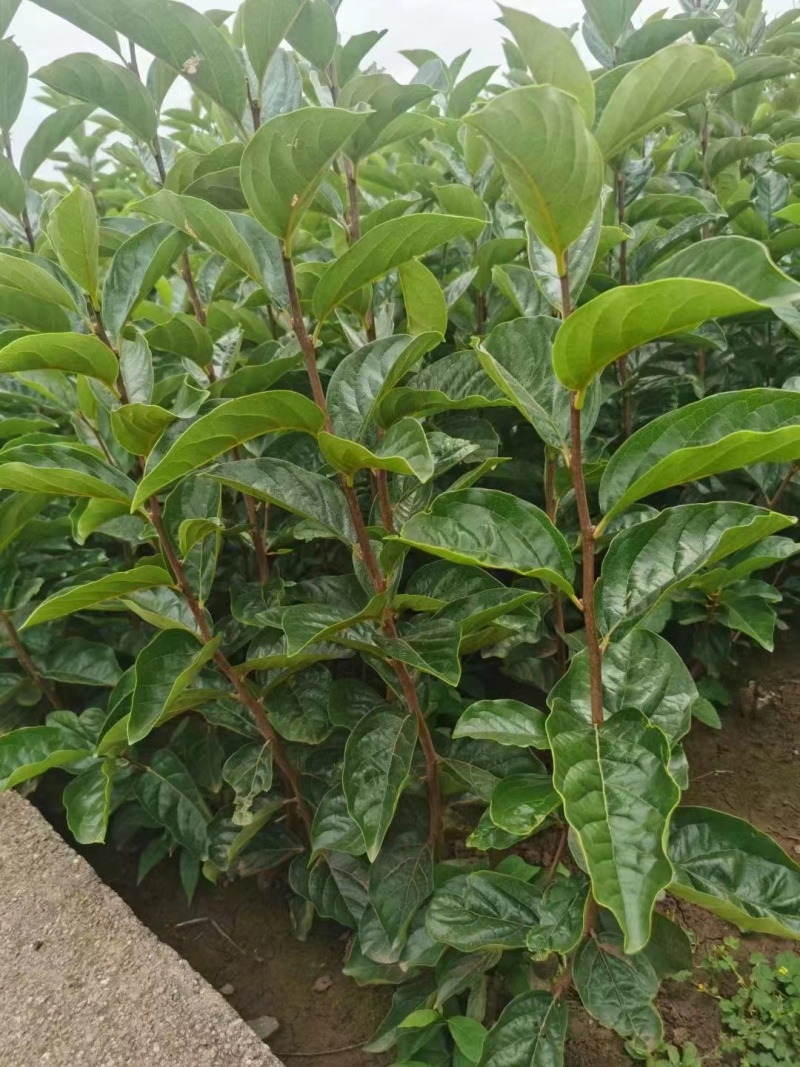 精选柿子树苗柿子苗阳丰柿子苗太秋柿子苗，次郎柿子苗