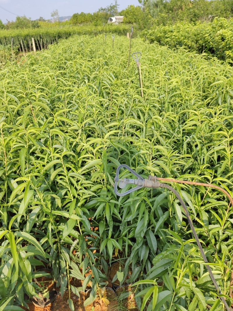 锦绣黄桃黄桃树苗