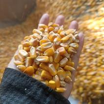 【精品玉米】玉米颗粒大量供应陕西厂家直发无霉变，规格可定
