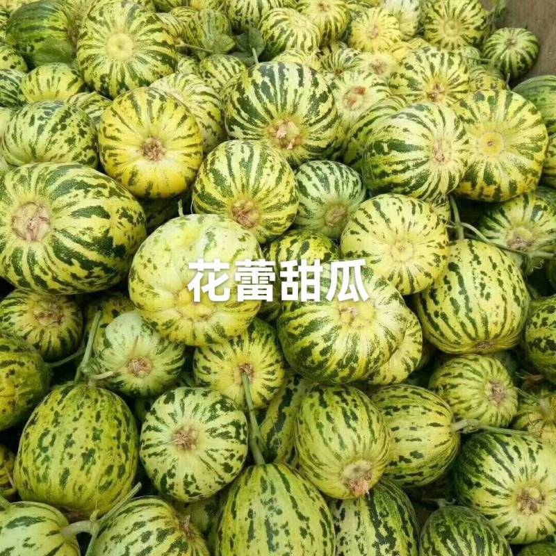 山东省聊城市莘县魏庄镇花蕾甜瓜基地，5两以上