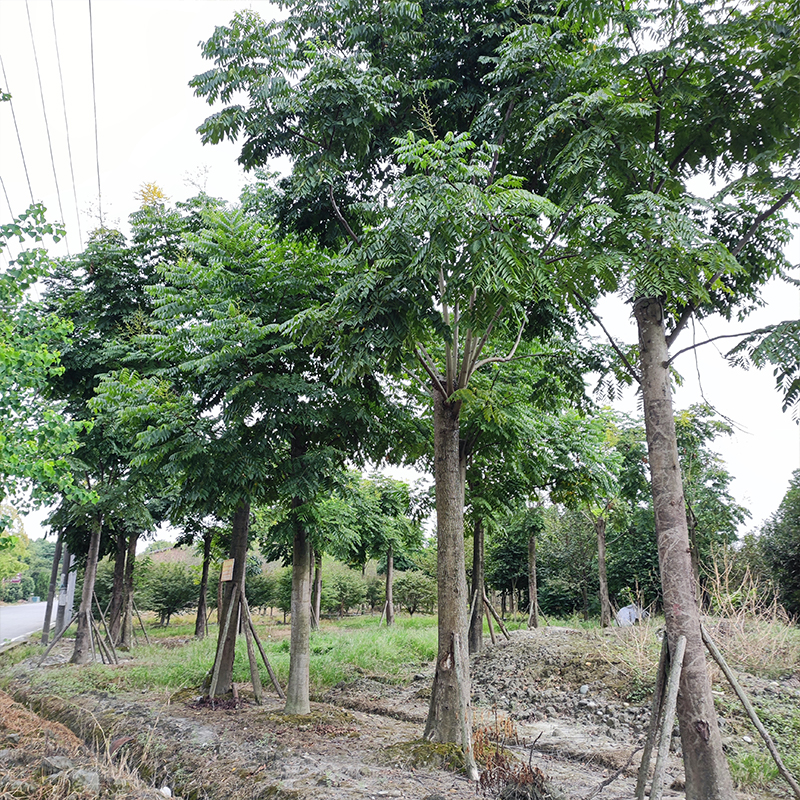 12公分栾树绿化园林景观树型基地树形好城市道路工程树