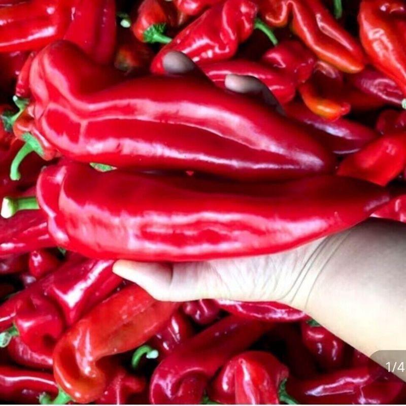 【红椒】福建红椒红泡椒大量上市产地直发一手货源现摘现发
