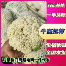 精品散花松花菜河南菜花花菜产地直发可签合同免费看货