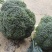 【推荐精品】西兰花/耐寒优秀西兰花品质好价格优欢迎电联