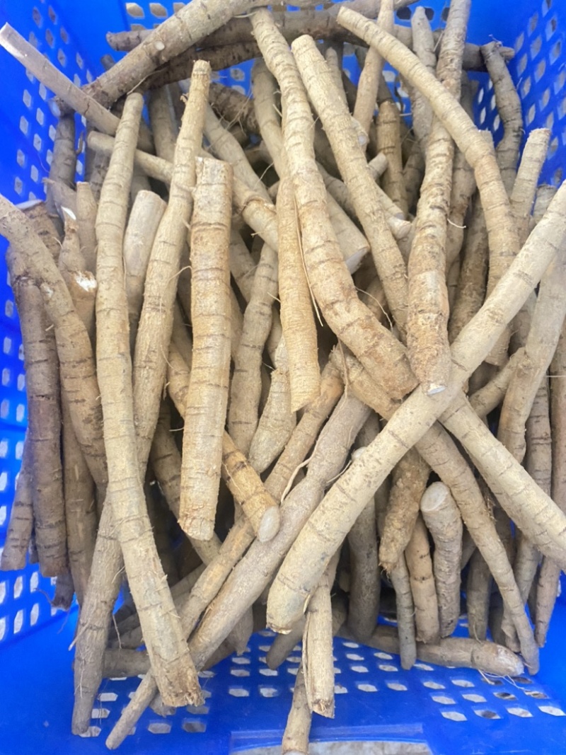 批发新鲜牛大力粉质薯产地直销现挖现卖量大从优长期供