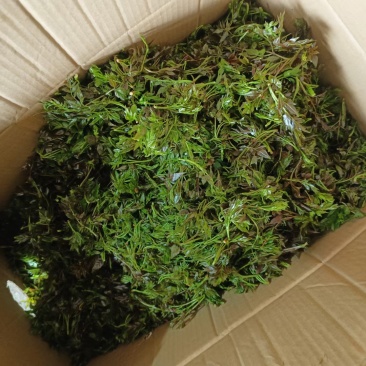 野生藤茶