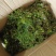 野生藤茶