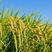 精品大米长粒香大米货源充足量大从优质量保证欢迎咨询