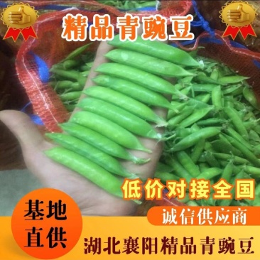 湖北甜嫩豌豆长寿仁豌豆中碗6号新鲜青豌豆老豌豆荚