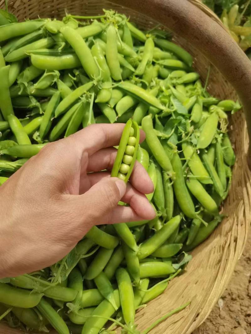 湖北甜嫩豌豆长寿仁豌豆中碗6号新鲜青豌豆老豌豆荚