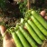 湖北甜嫩豌豆长寿仁豌豆中碗6号新鲜青豌豆老豌豆荚