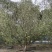 12公分八棱海棠基地种植树形优美价格实惠