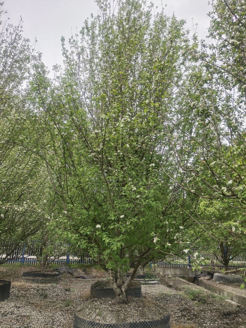 12公分八棱海棠基地种植树形优美价格实惠