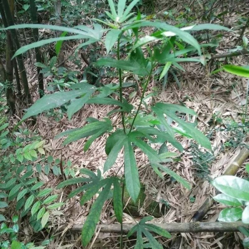 野生五指毛桃野生五指毛桃人工砍，大量供应电商平台