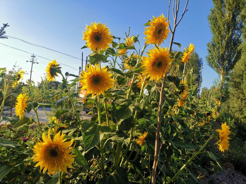 观赏向日葵种子