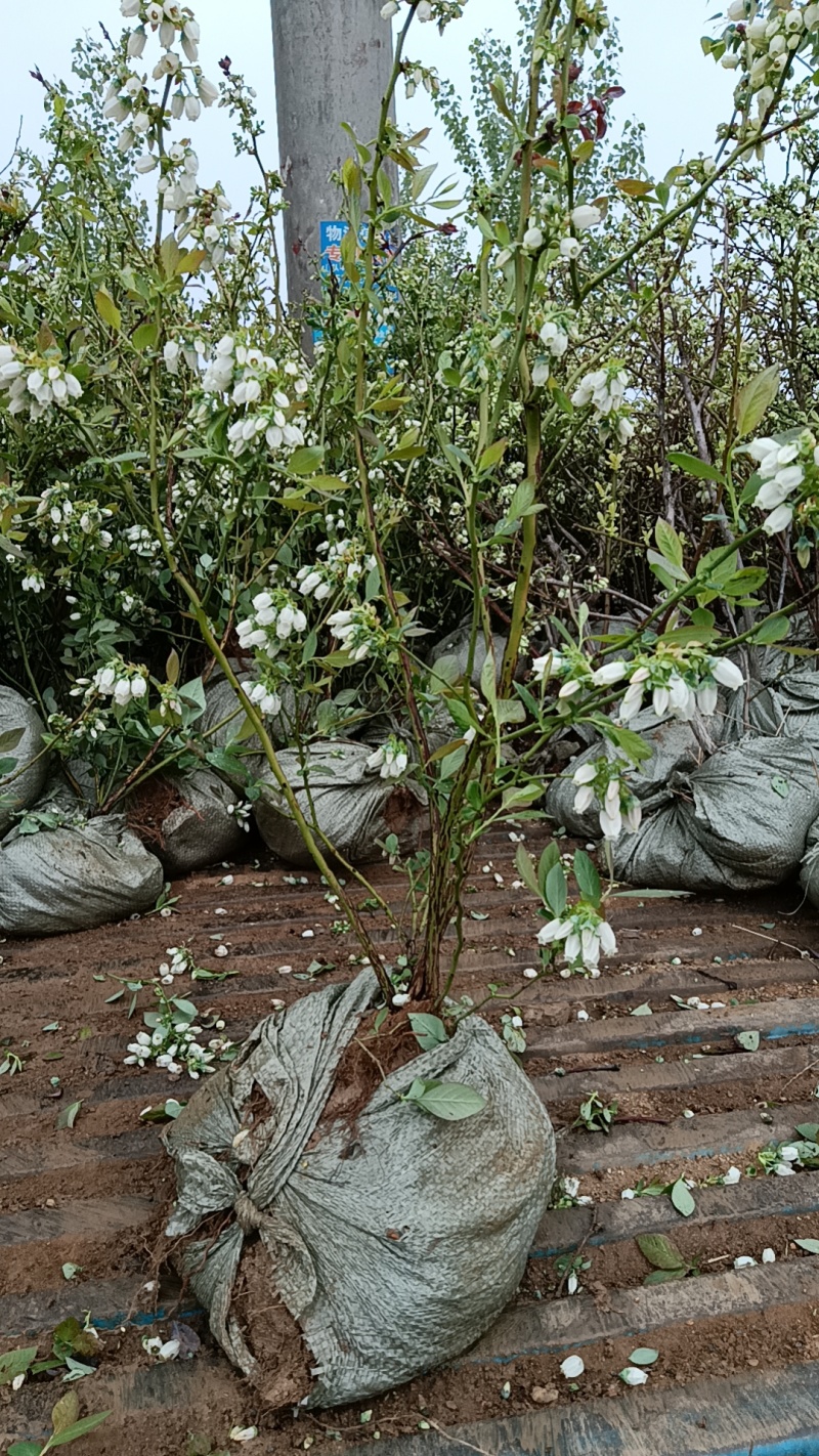 大果蓝莓树苗，各种规格苗带土球，营养杯发货