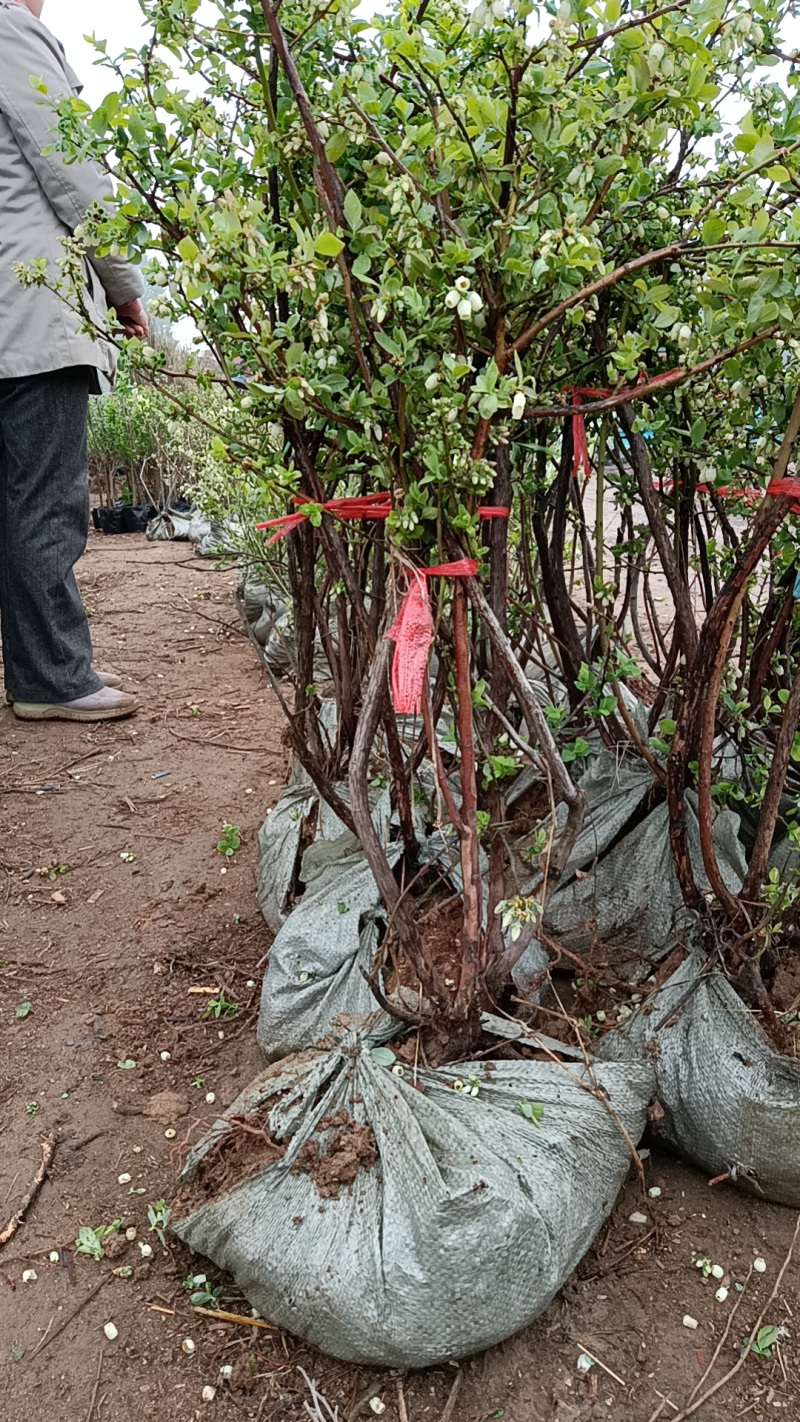 大果蓝莓树苗，各种规格苗带土球，营养杯发货