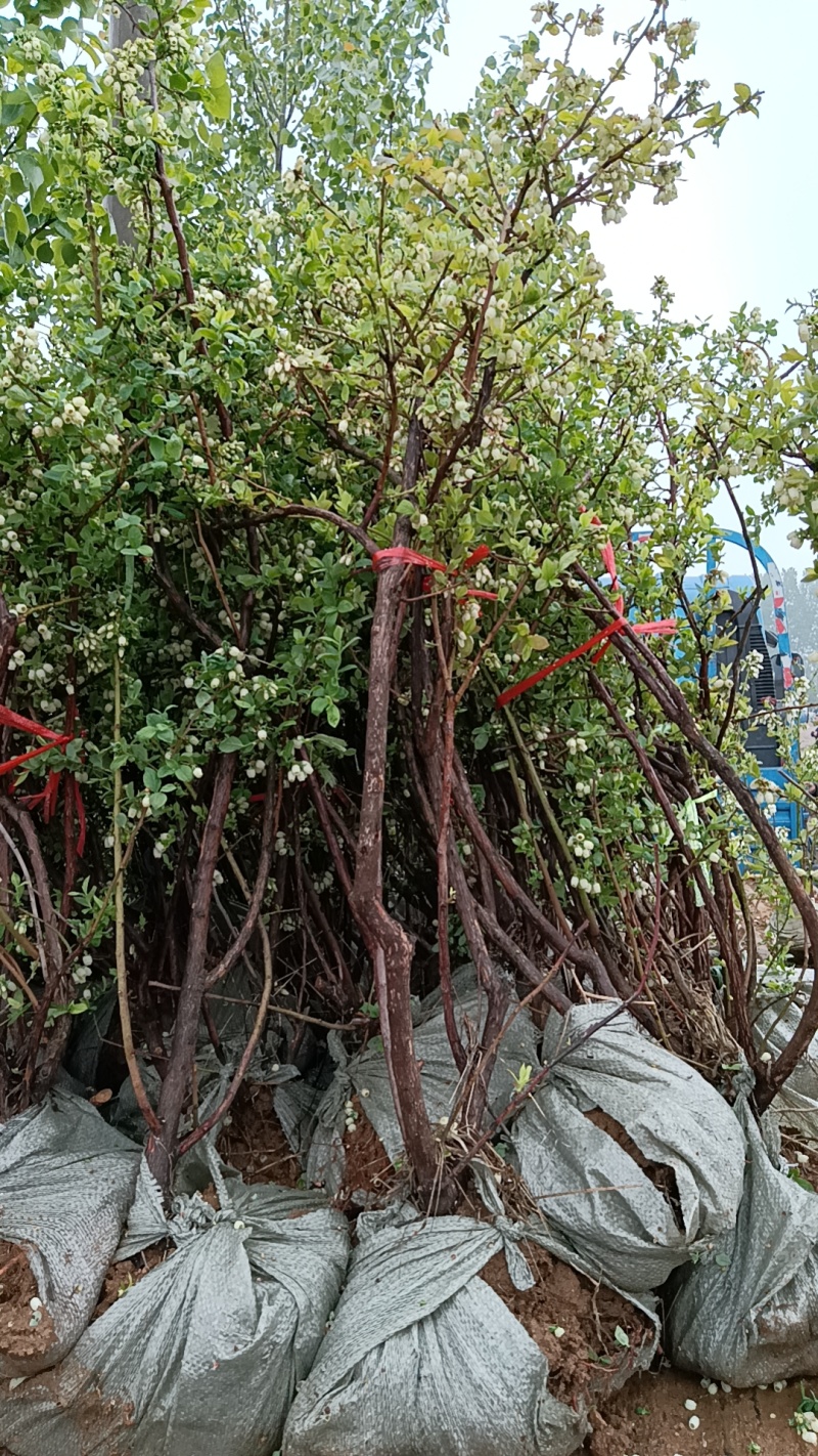 大果蓝莓树苗，各种规格苗带土球，营养杯发货