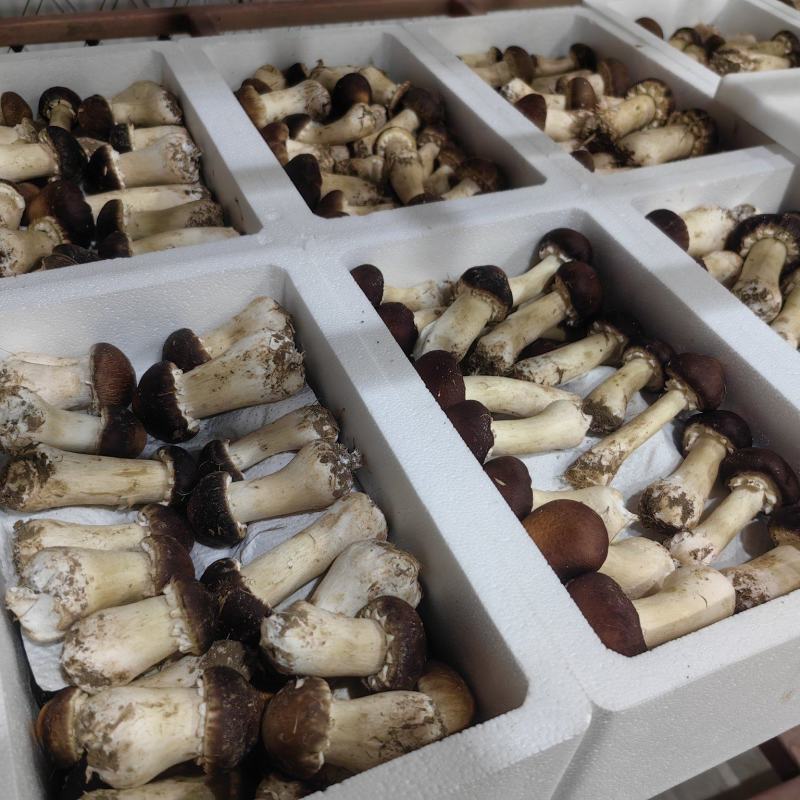 新鲜赤松茸赤松茸干基地直供货源充足品质保障欢迎咨询