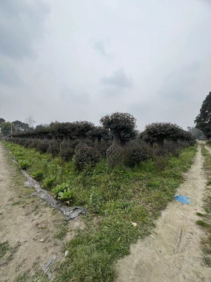 高度180公分红叶石楠花瓶造型编织工艺常绿灌木