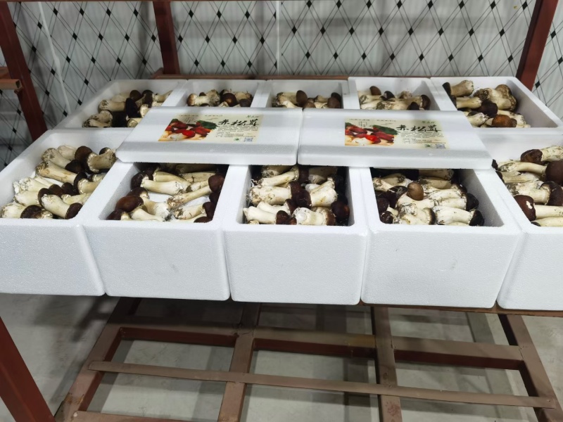 新鲜赤松茸赤松茸干基地直供货源充足品质保障欢迎咨询