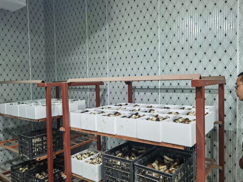 新鲜赤松茸赤松茸干基地直供货源充足品质保障欢迎咨询