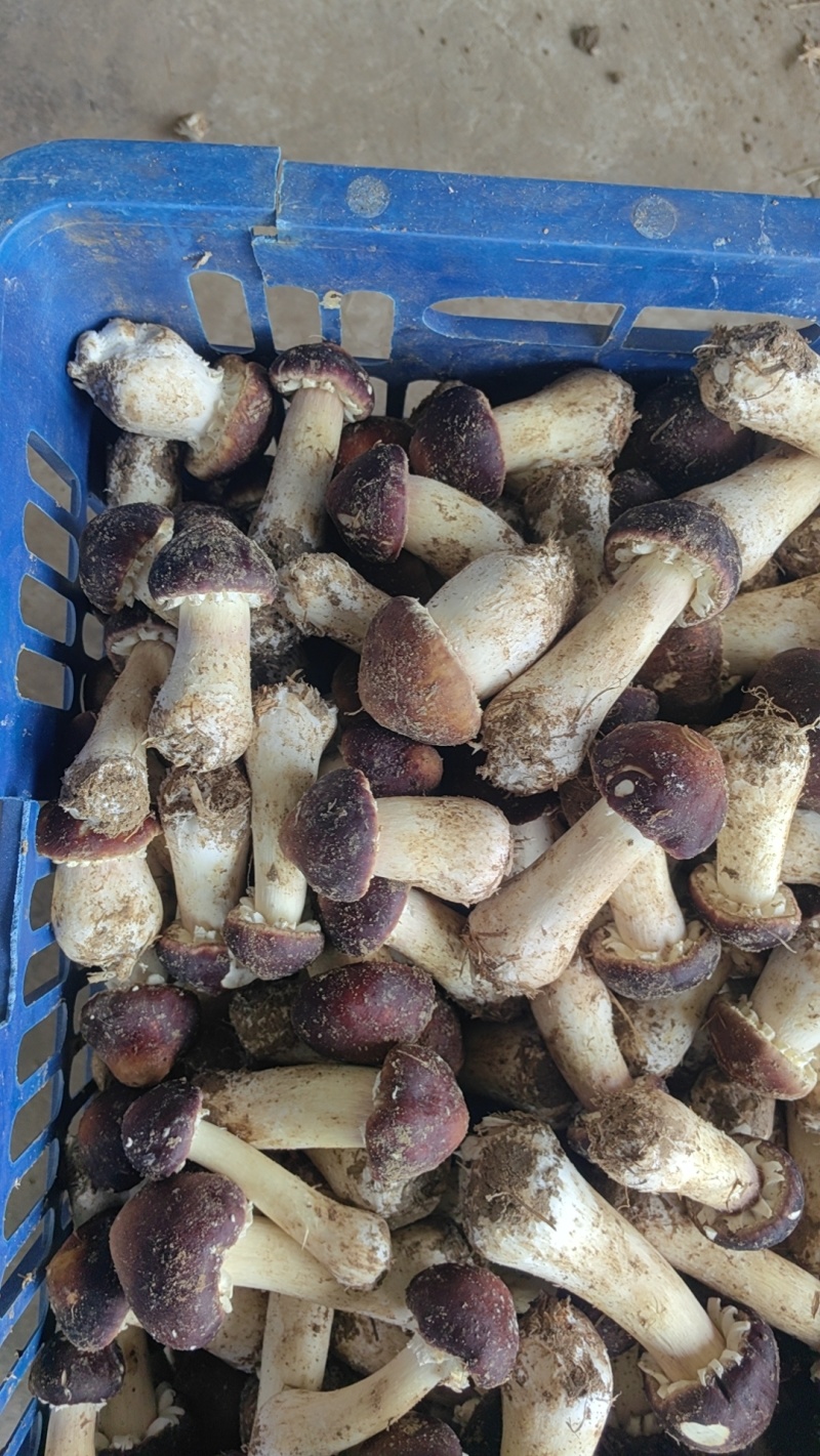 新鲜赤松茸赤松茸干基地直供货源充足品质保障欢迎咨询