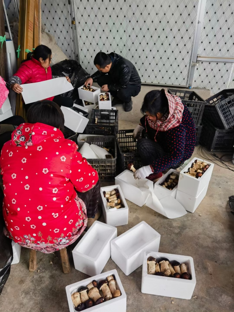 新鲜赤松茸赤松茸干基地直供货源充足品质保障欢迎咨询