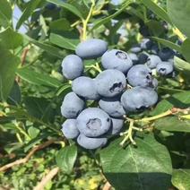 大果蓝莓树苗，各种规格苗带土球，营养杯发货