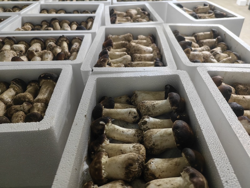 新鲜赤松茸赤松茸干基地直供货源充足品质保障欢迎咨询