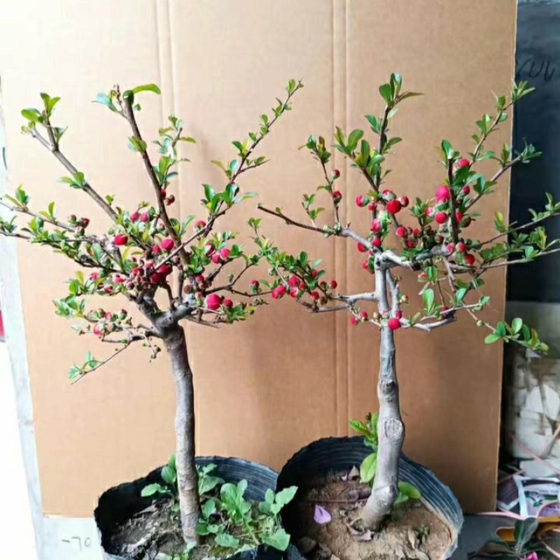海棠花28一颗包邮，带花包发货，清棚处理海棠，彩玉，绿宝