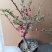 海棠花28一颗包邮，带花包发货，清棚处理海棠，彩玉，绿宝