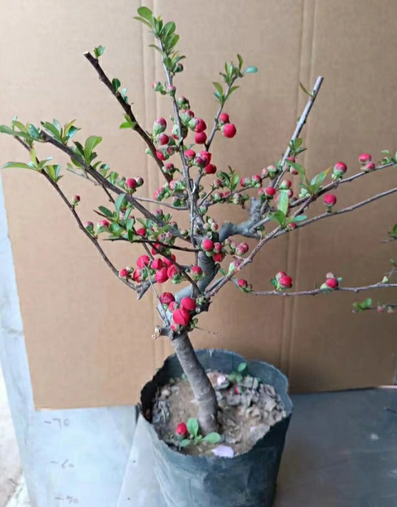 海棠花28一颗包邮，带花包发货，清棚处理海棠，彩玉，绿宝