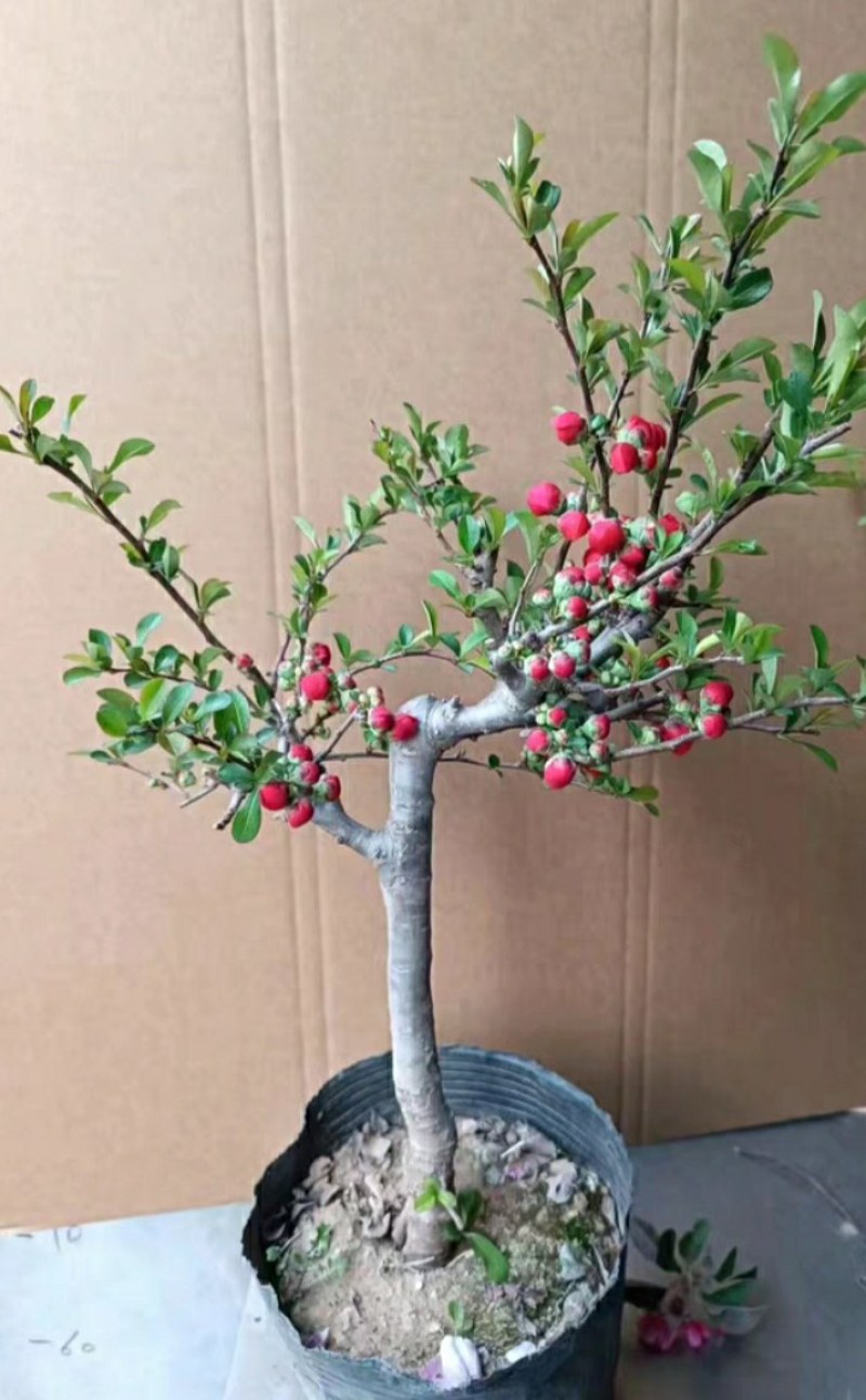 海棠花28一颗包邮，带花包发货，清棚处理海棠，彩玉，绿宝