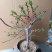 海棠花28一颗包邮，带花包发货，清棚处理海棠，彩玉，绿宝