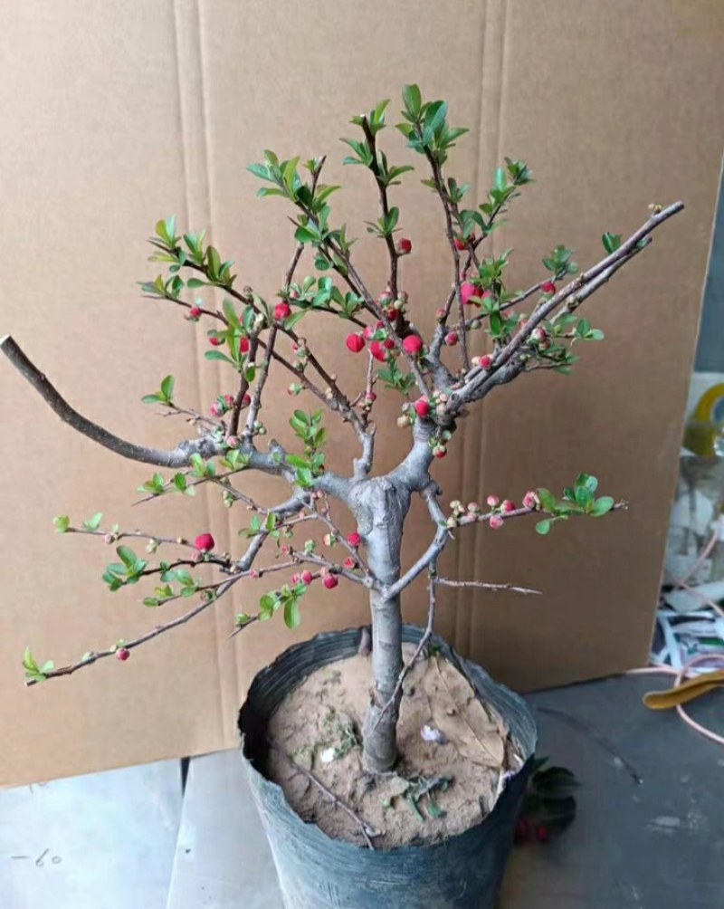 海棠花28一颗包邮，带花包发货，清棚处理海棠，彩玉，绿宝