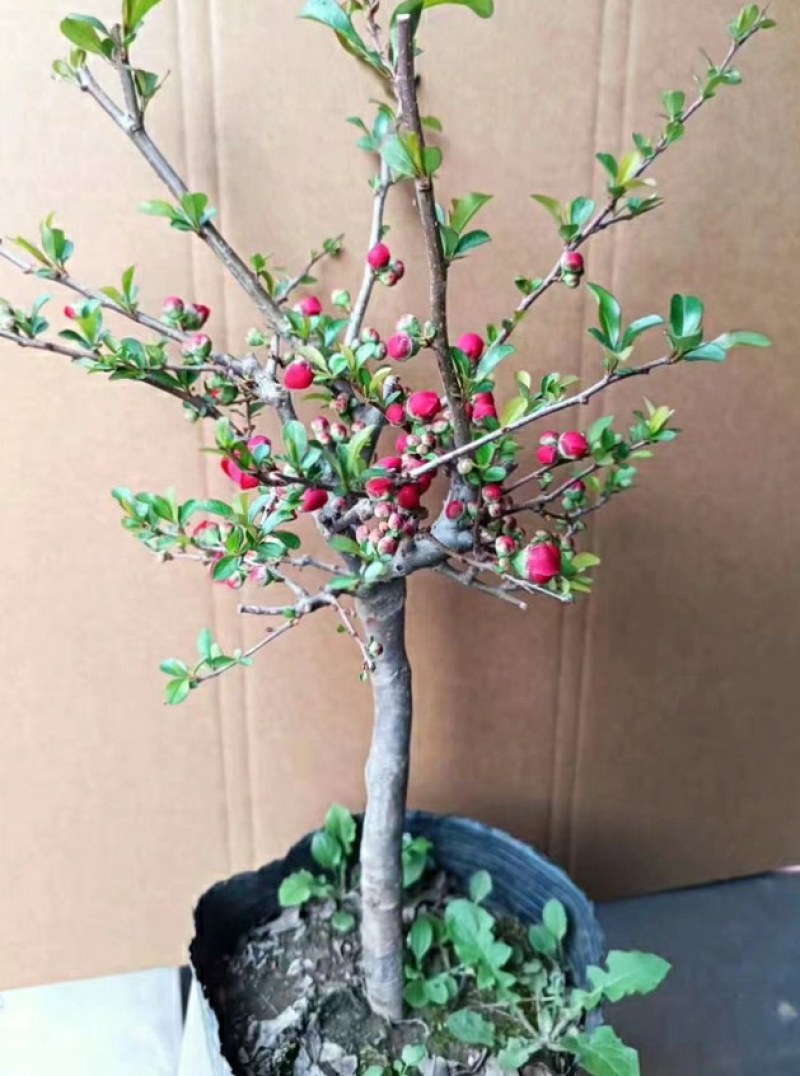 海棠花28一颗包邮，带花包发货，清棚处理海棠，彩玉，绿宝