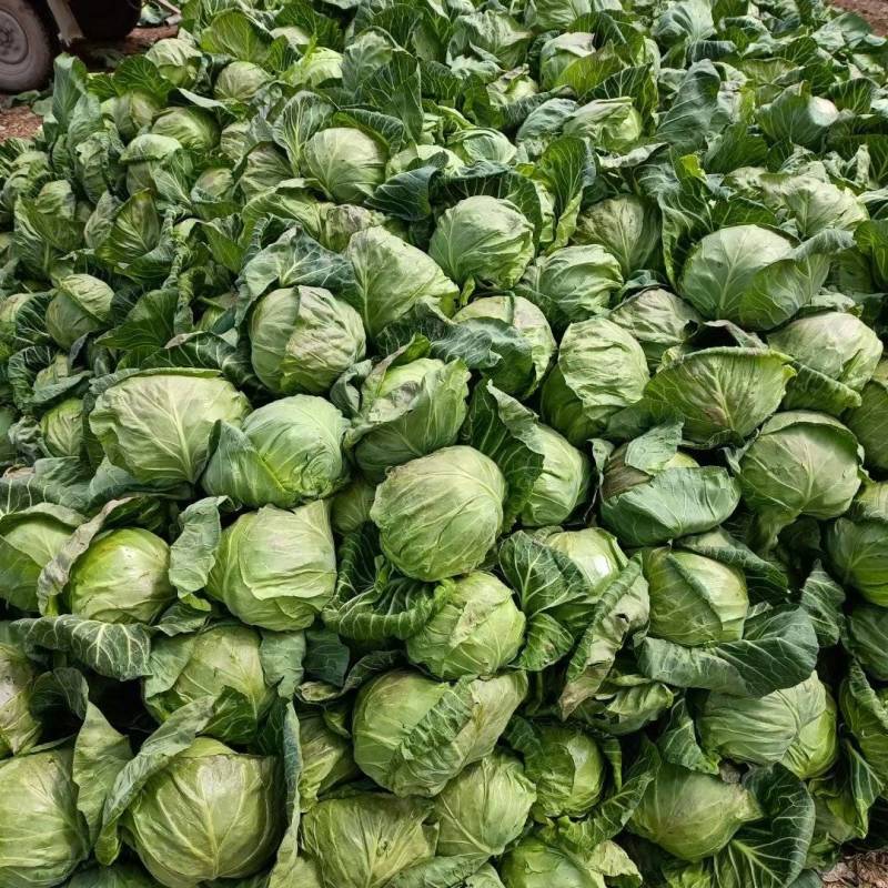 包包菜大量有货