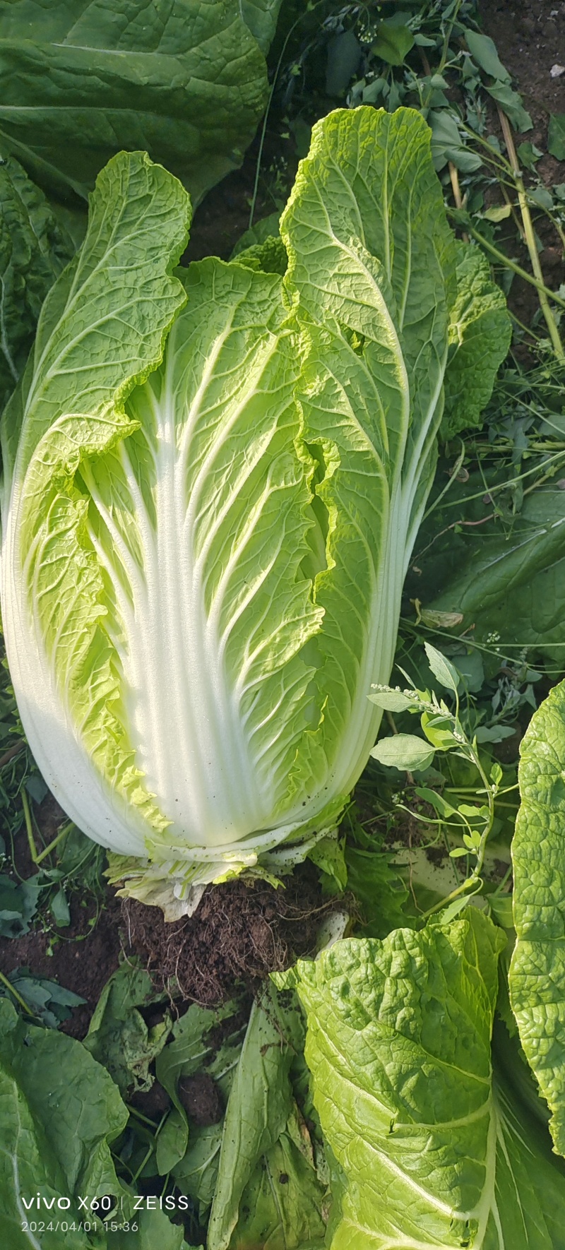 平度地区新鲜大棚黄心白菜大量上市中