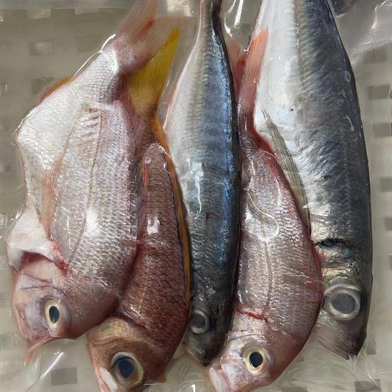 杂鱼包一海捕灯罩鲜鱼制作，厂家直销。