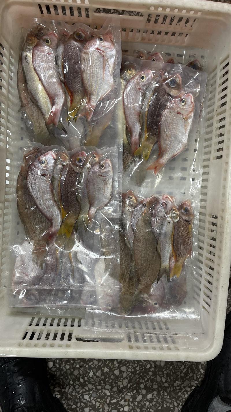 杂鱼包一海捕灯罩鲜鱼制作，厂家直销。