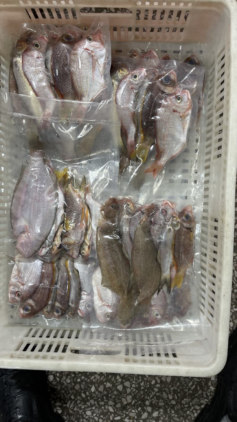 杂鱼包一海捕灯罩鲜鱼制作，厂家直销。