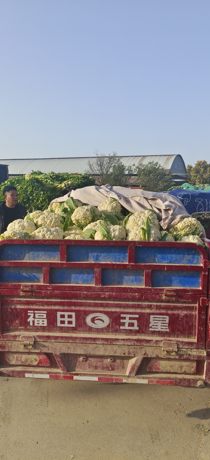 有机菜花，精品质量，价格优惠，一条龙服务