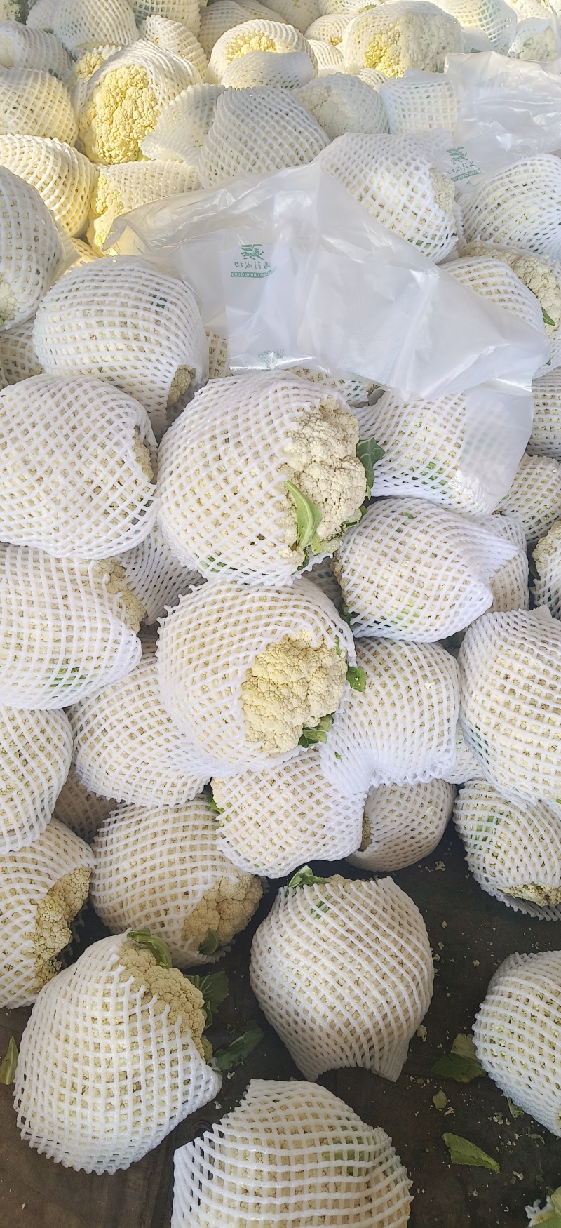 有机菜花，精品质量，价格优惠，一条龙服务