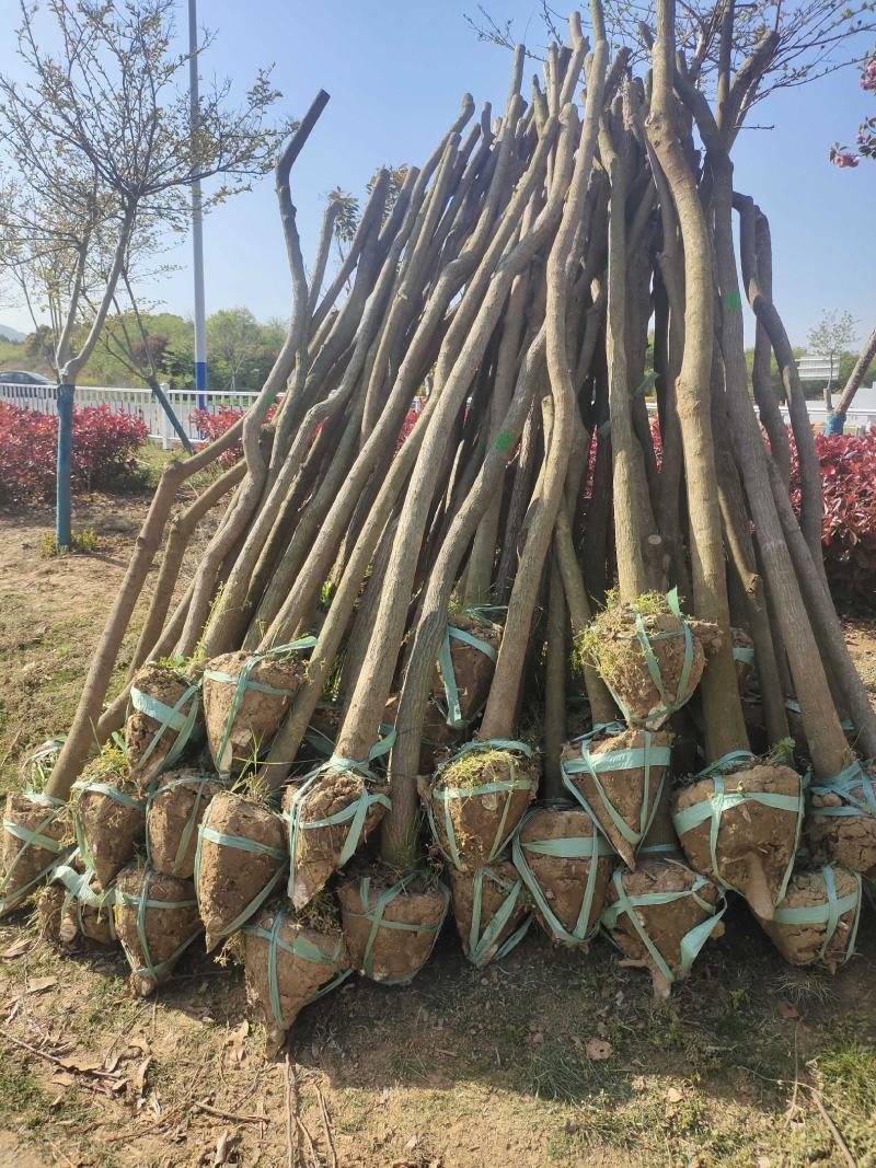 乌桕树乌桕大树基地直发乌桕树苗1至22公分