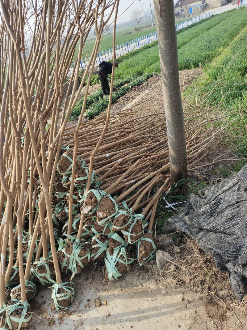 乌桕树乌桕大树基地直发乌桕树苗1至22公分