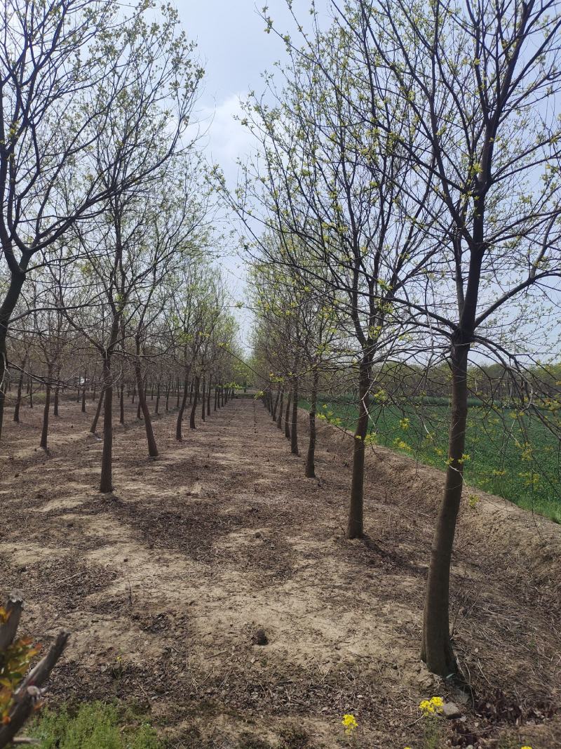 乌桕树乌桕大树基地直发乌桕树苗1至22公分
