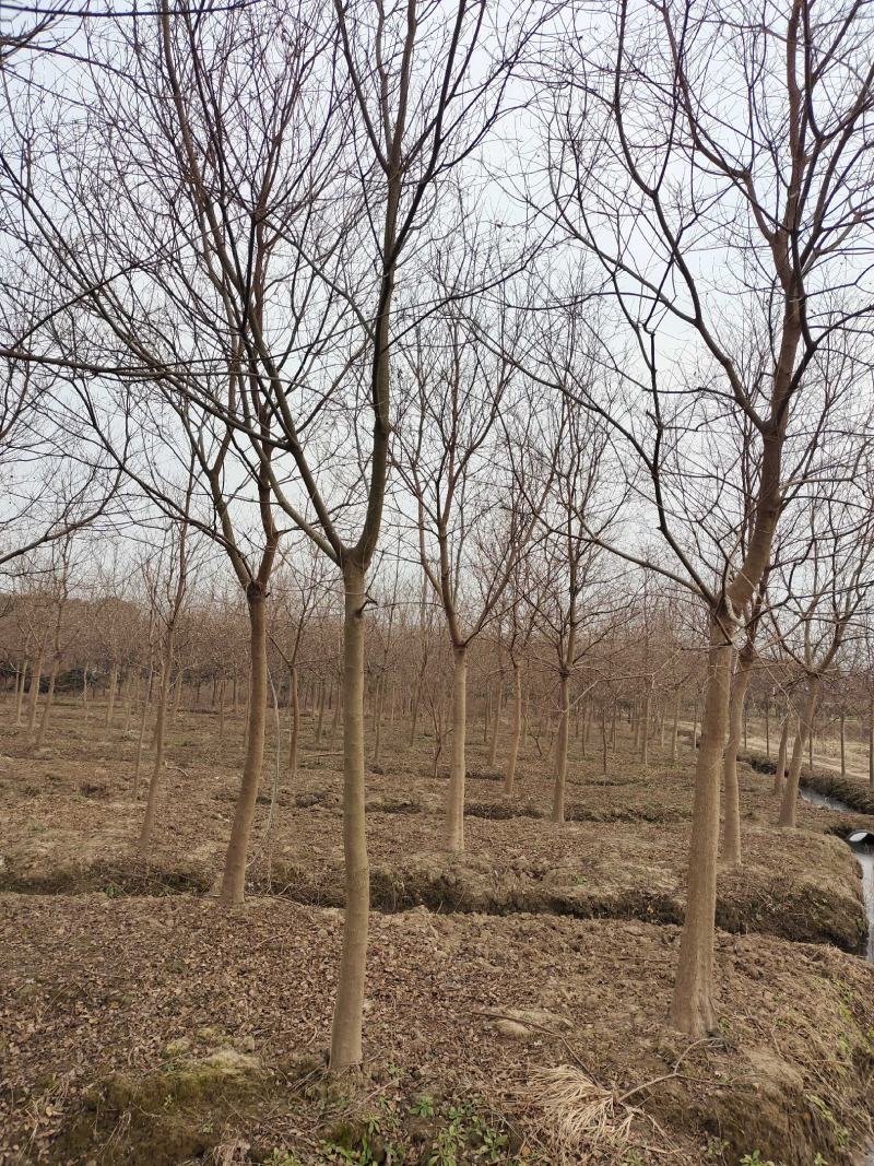 乌桕树乌桕大树基地直发乌桕树苗1至22公分